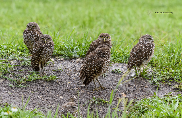 Burrowing owls-whole family