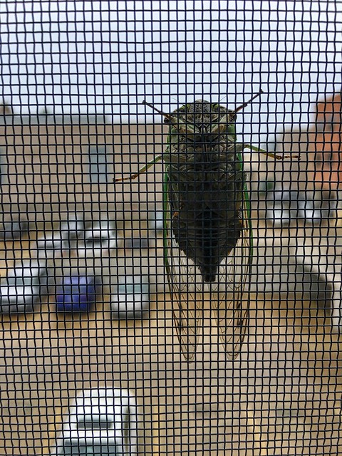 Cicada on Office Window Screen