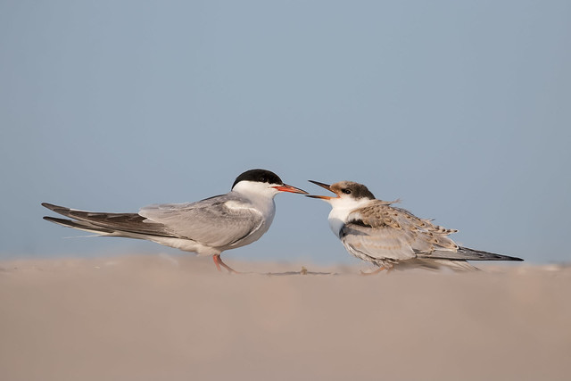 Common Tern with Teen