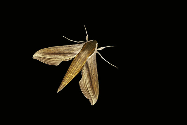Tersa sphinx moth - New Jersey Pinelands, New Jersey