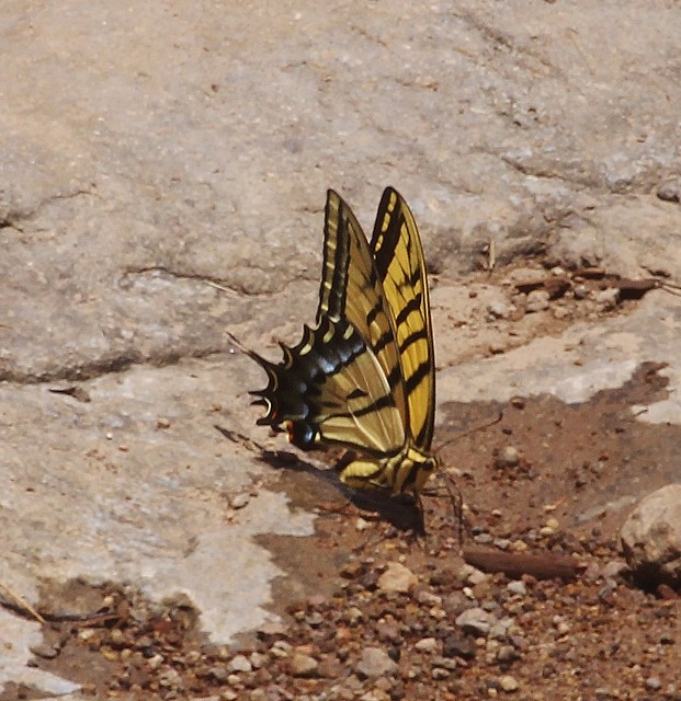 Papilio multicaudata, Two-tailed Swallowtail