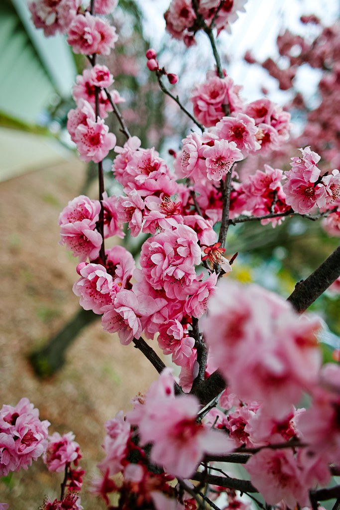 Blossoms by Sigma DP1 Quattro