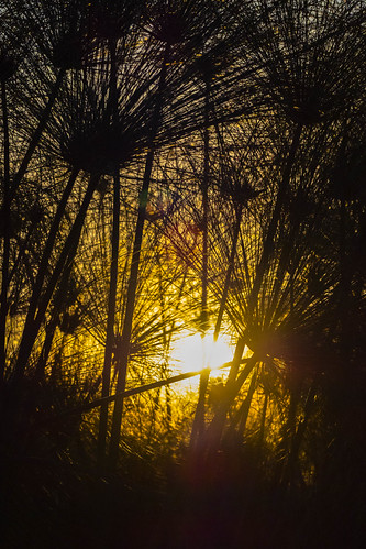 _7110520 e1 DF LM small by David W Geddes, Guma Lagoon, Okavango, Botswana, - sunset in the reed beds from the boat.