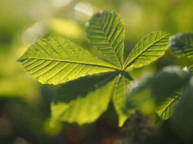 Young Chestnut Tree Sapling Backlight © Junger Kastanienbaum Blätter Gegenlicht ©