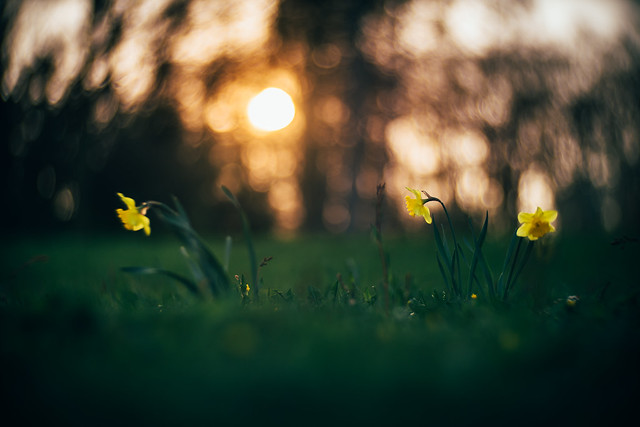 #382 - Daffodils / Narcisy