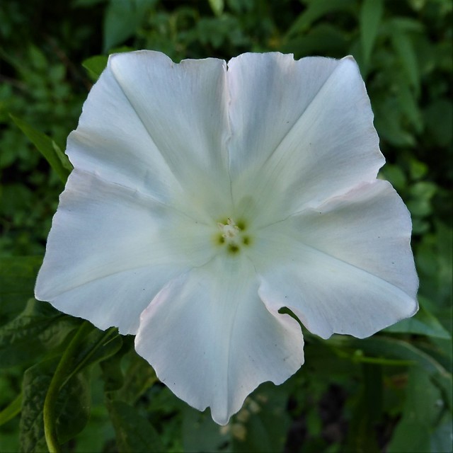 Wheaton, IL, Herrick Lake Forest Preserve, White Morning Glory Flower