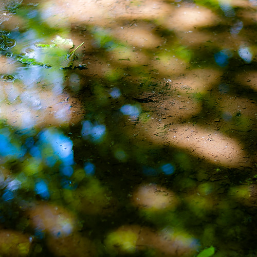 d5000 dof nikon ryersonwoodsforestpreserve abstract blur depthoffield forest landscape light natural noahbw reflection shadow spring square sunlight water woods