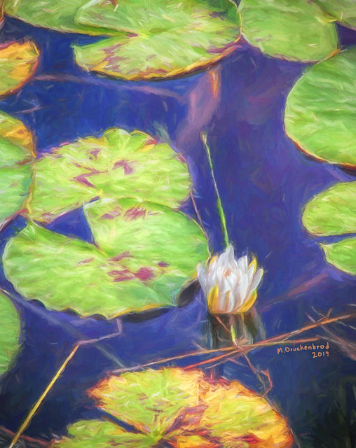 Flowering Water Lily at Lake Woodward in Eustis Florida. Print size 8x10 inches.
