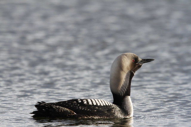 Lone adult Pacific Loon or Pacific Diver in breeding plumage swimming in arctic waters