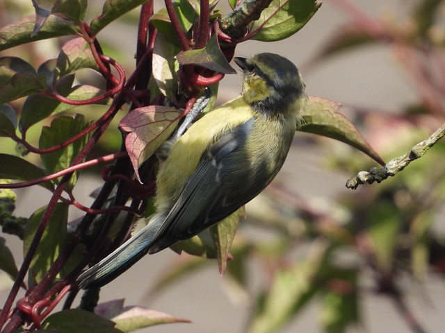 Young Blue Tit in the garden