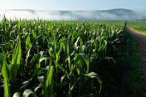 Agriculture in Clinton County, Pennsylvania | by chesbayprogram