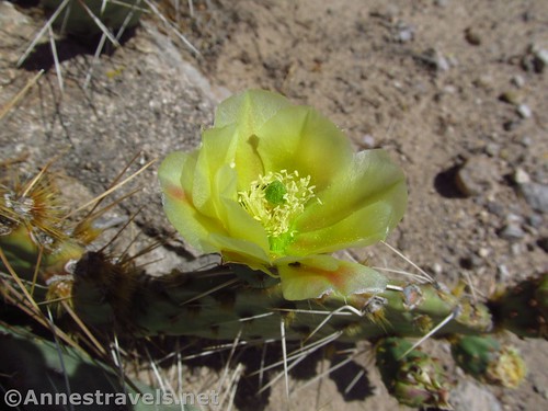 Flowering cactus at Kasha-Katuwe Tent Rocks National Monument, New Mexico