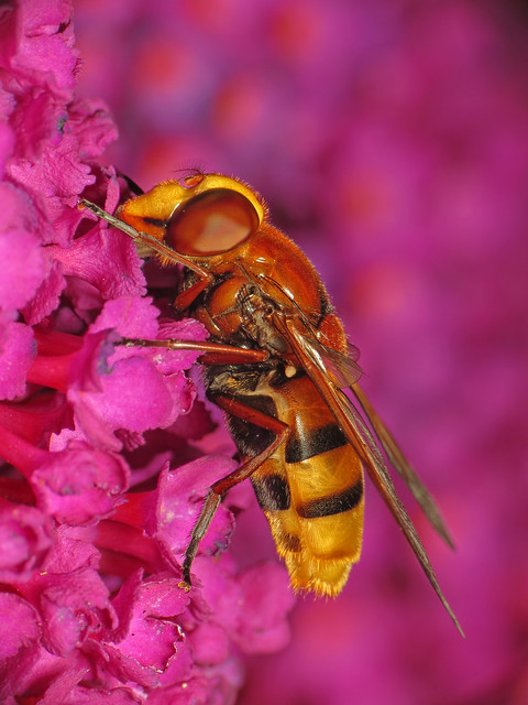 Hornet mimic (Volucella zonaria) female
