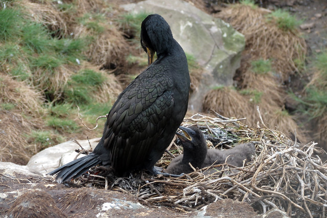 Cormorants, Staple Island