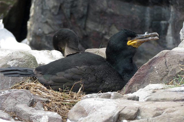 Cormorants, Staple Island