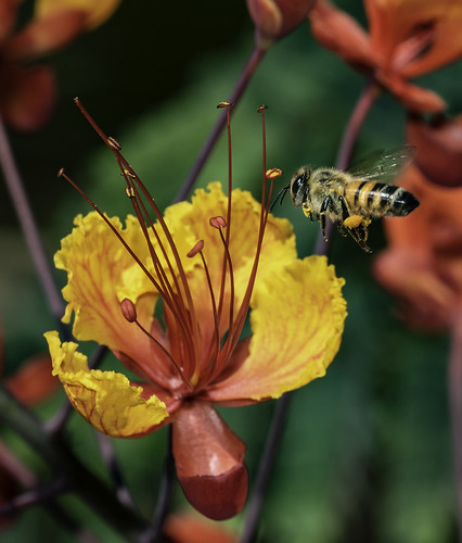 sandiegozoo sandiego honeybee pollinator blossom nature naturalbeauty nikonsb700 ttlflash color colorful strobe