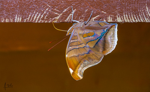 cali colombia fauna insectos mariposas naturaleza valledelcauca