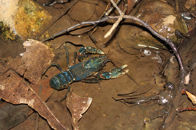 Lamington Spiny Crayfish (Euastacus sulcatus)