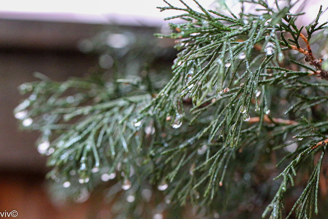 Rainwater beads pine tree in our garden