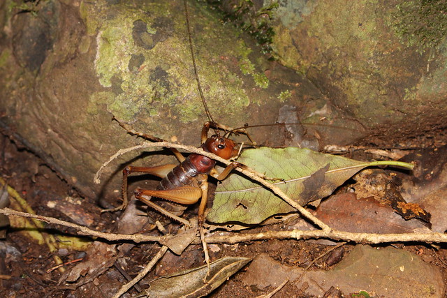bush-cricket (Tettigoniidae)