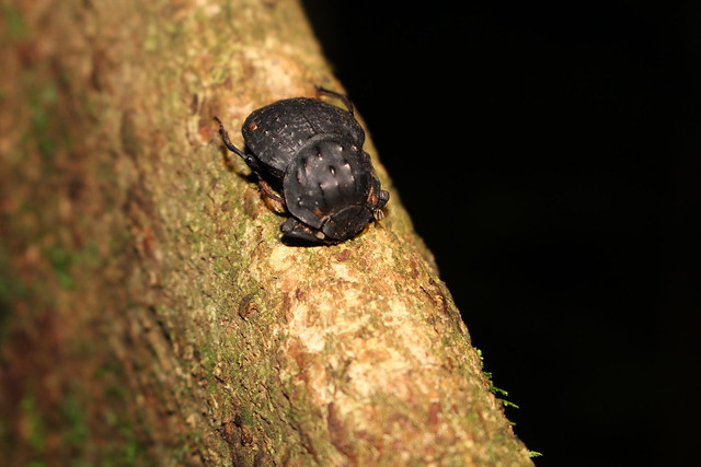 scarab beetle (Scarabaeidae)