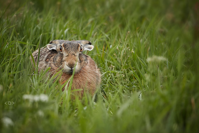 Well hidden, but not invisible:  Feldhase (Lepus europaeus) - European hare    ·  ·  ·   (1DX_0463)