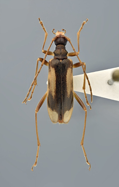 Pidnoia (Pidonia) signata (female)