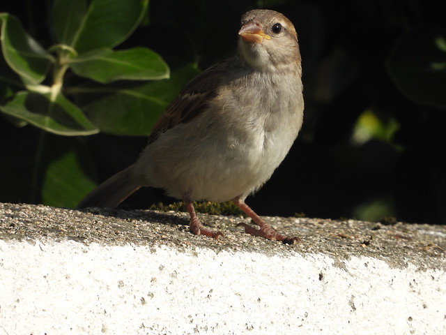 Sparrow grden wall