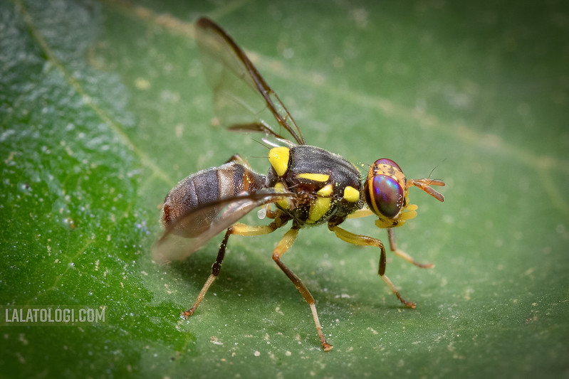 Bactrocera dorsalis species complex (Diptera: Tephritidae)