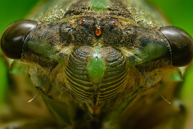 Cicada focus stack