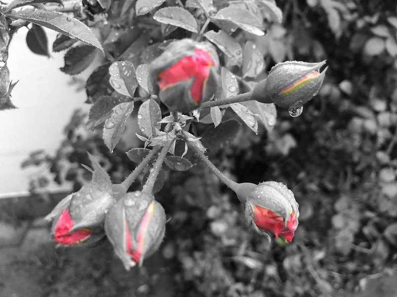 Rose Buds