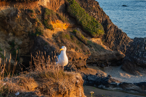 seagull ocean bluff cliff sunset sea bird seadbird seabirds oregon sealrock gull water waves beach newport