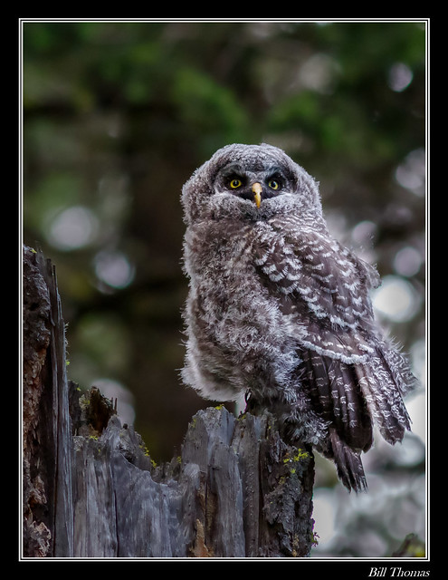 Great Grey Owl Framed-111