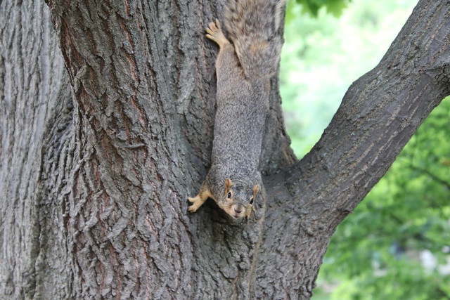 Fox Squirrels on Two Summer Days at the University of Michigan - August 14th & 15th, 2019