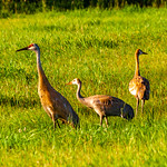 Sandhill Cranes These impressive birds that I had never seen before were near the road in a field west of Finlayson, Minnesota.  I think the two on the right are juveniles as I do not see the red face markings that are typical of adults.  I took the photo through an open car window as I did not want to drive them away by getting out of the car.  They were eating with their heads in the grass.  I revved up the car engine to make them show their heads.  Taken in early morning light.