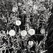 Dandelion and grasses