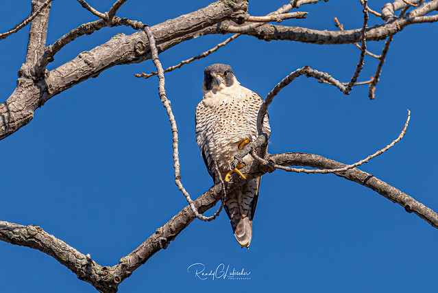 Peregrine Falcon - Falco peregrinus | 2019 - 17