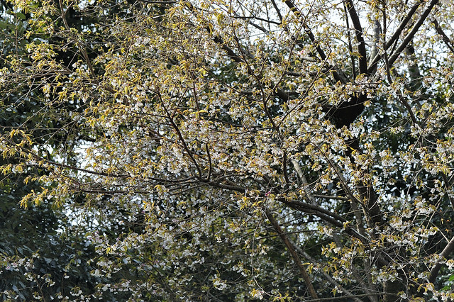 薔薇科 梅屬 阿里山櫻花 (全景) 台14甲20K0-20K5 Prunus transarisanensis