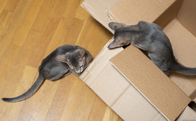 Cardboard Boxes 2