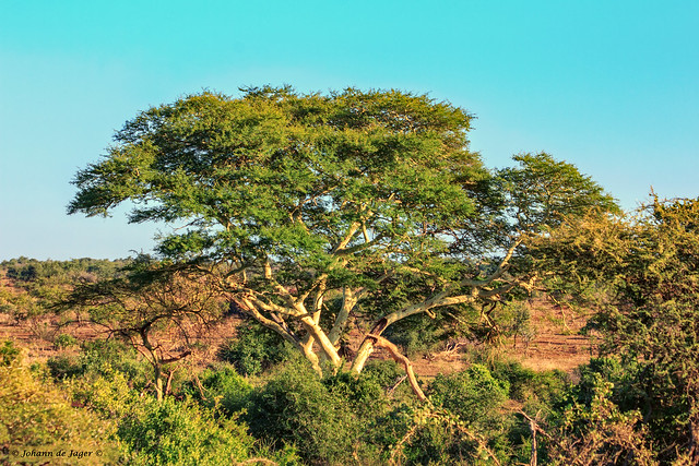 Fever Tree in Kruger National Park