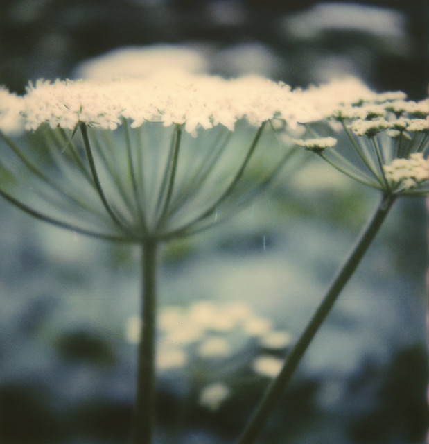 cow parsnip, one more time