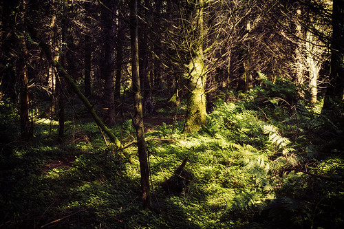 trenchfordreservoir dartmoor nationalpark clover spruce illuminated light woodland forest dark walk pathfinderguide dartmoorshortwalks landscape nature outdoors hike devon uk canoneos50d tamron1750mm fern vegetation