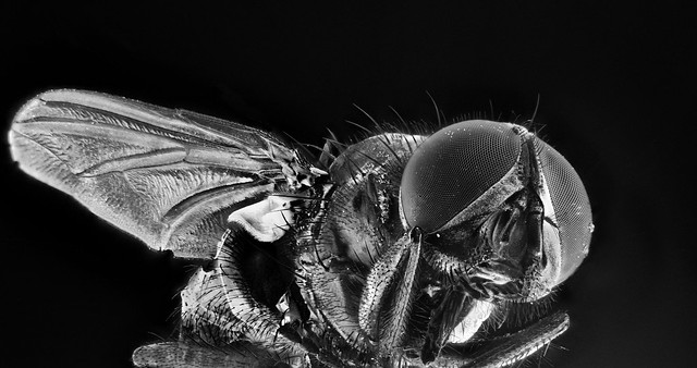Small Fly B&W