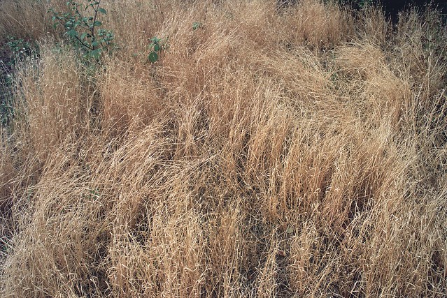 Cradling Wheat