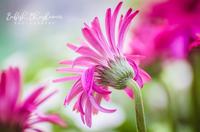 Flower Photogrpahy | Violet Daisy Flower