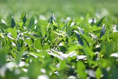 Close-up view of green soybean plants at Lon Mann Research Station in Marianna. 