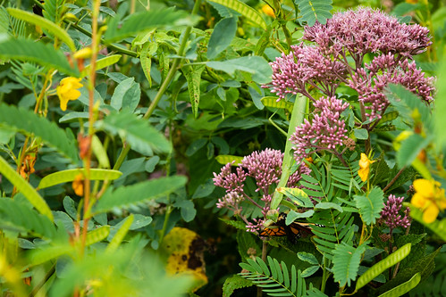 Riparian buffer in Washington, D.C. | by chesbayprogram