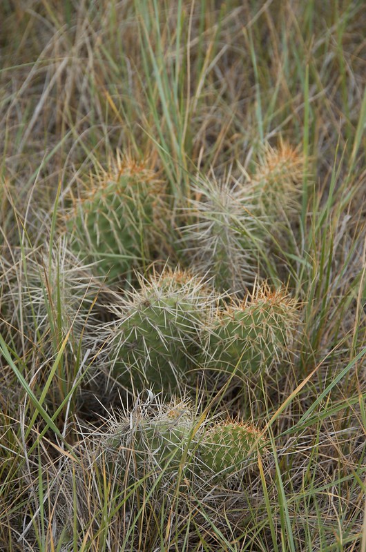 Saskatchewan Landing -  cactus