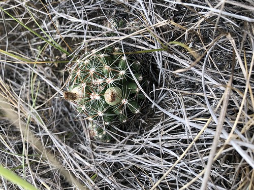 Saskatchewan Landing - baby barrel cactus