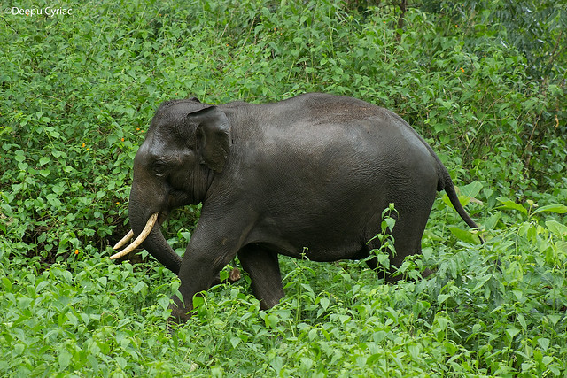 Baby Tusker